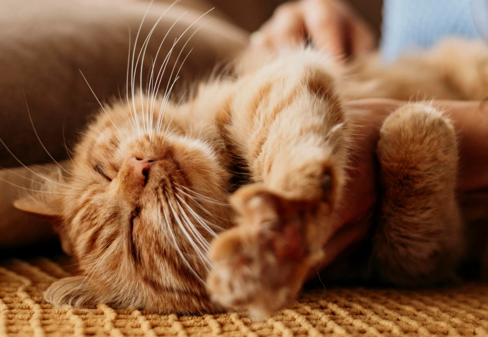 what is the best pet camera